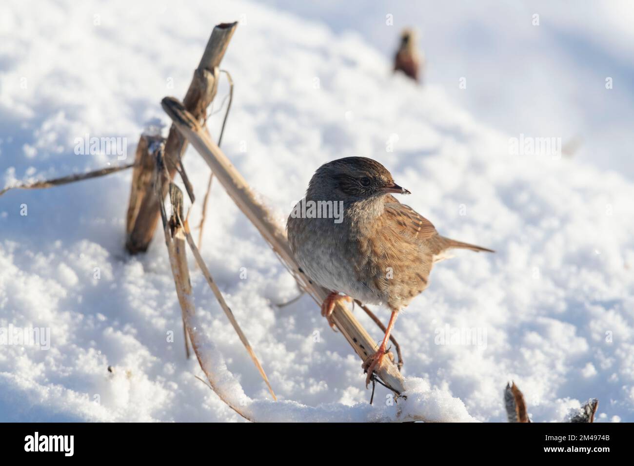 Un Dunnock, o Hedge Sparrow, (Prunella Modularis) che si erige su un fusto di pianta essiccato in neve Foto Stock