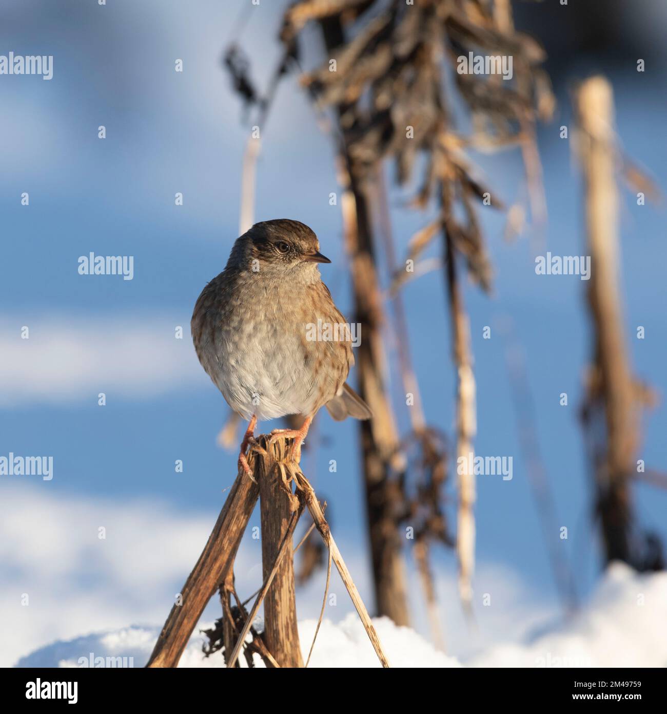 Un Dunnock, o Hedge Sparrow, (Prunella Modularis) appollaiato su un fusto di lupino essiccato bagnato dal sole d'inverno Foto Stock