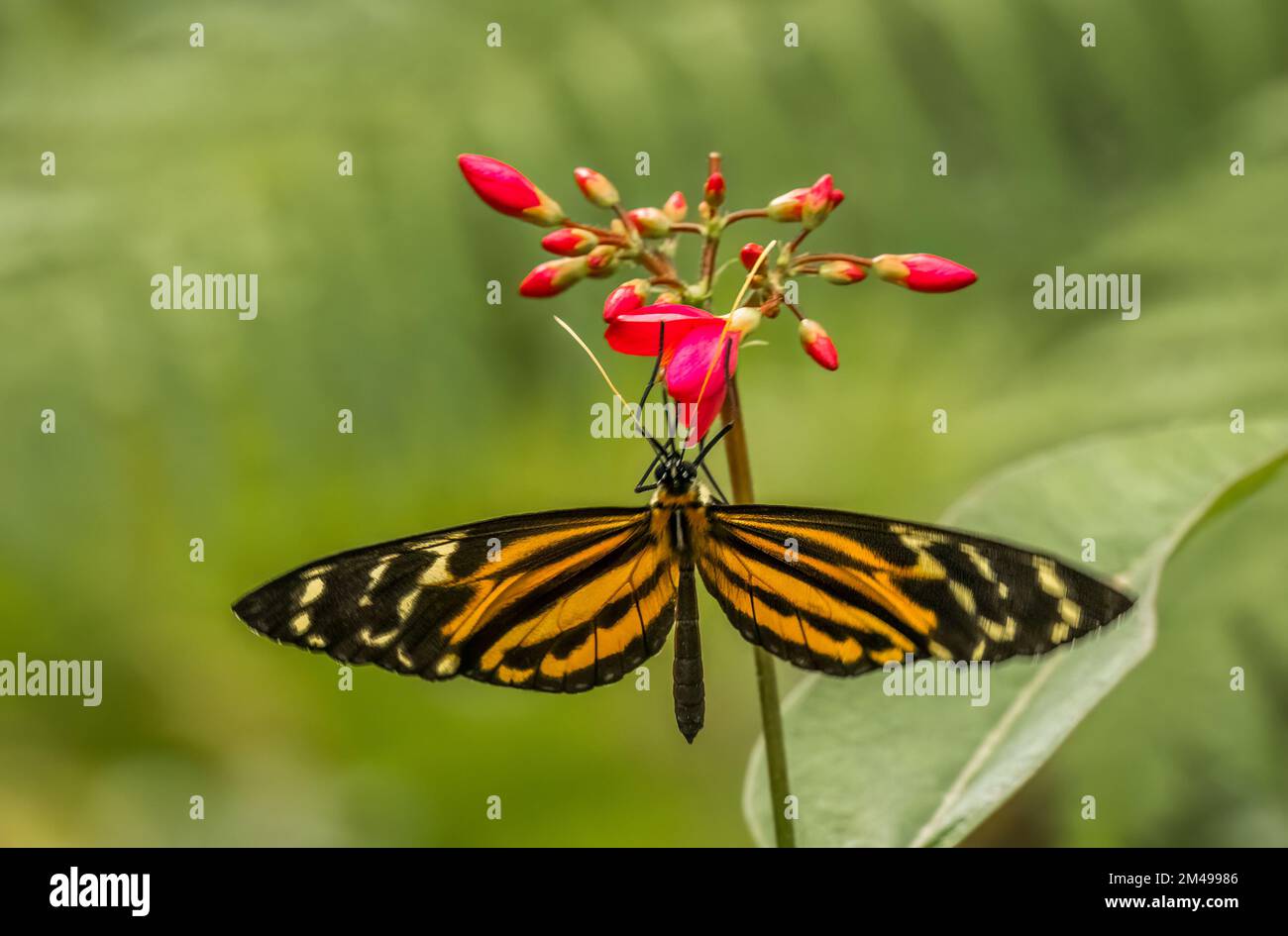 Primo piano di una singola farfalla arancione nera e bianca Foto Stock