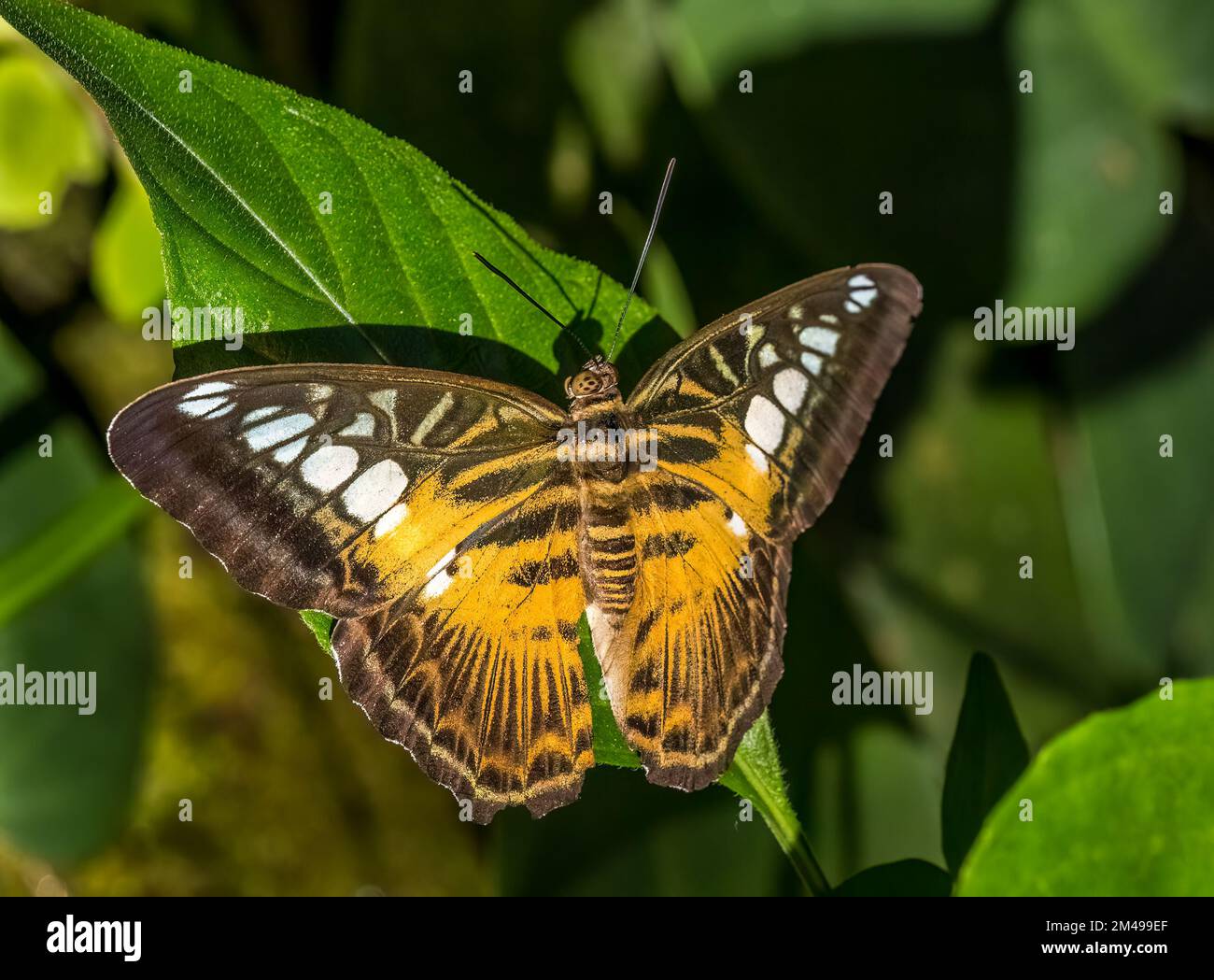 Primo piano di una farfalla Brown Clipper (Parthenos sylvia) Foto Stock