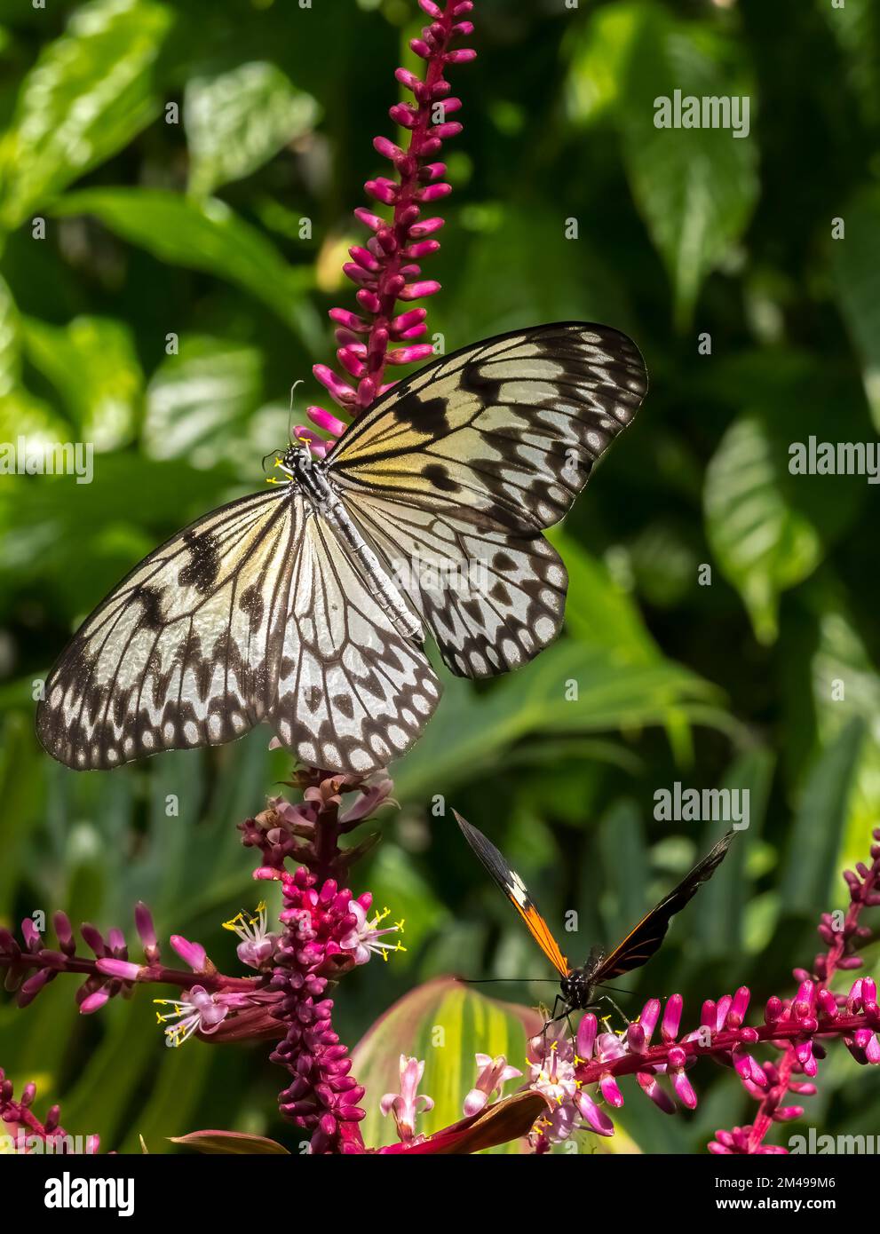 Close up aquilone di carta, carta di riso o grande albero nymph Butterfly Idea leuconoe Foto Stock