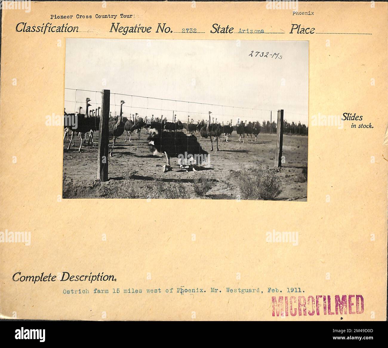 Ostrich Farm 15 miglia a ovest di Phoenix. Didascalia originale: Fattoria di struzzo 15 miglia a ovest di Phoenix. Sig. Westgard. Feb 1911. Stato: Arizona luogo: Phoenix. Foto Stock
