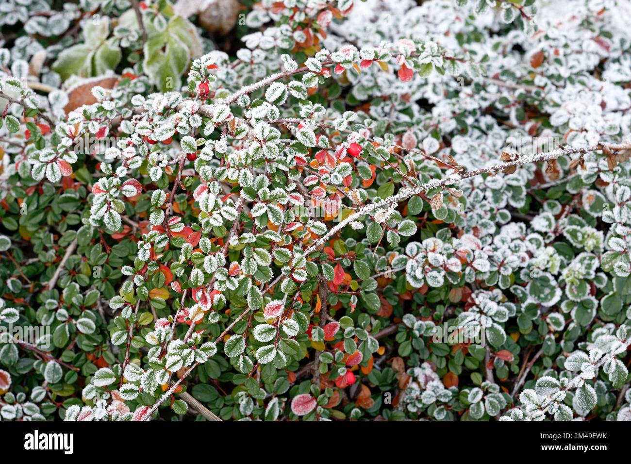 Cotoneaster dammeri primo piano di cotoneaster bearberry coperto di hoarfrost Foto Stock