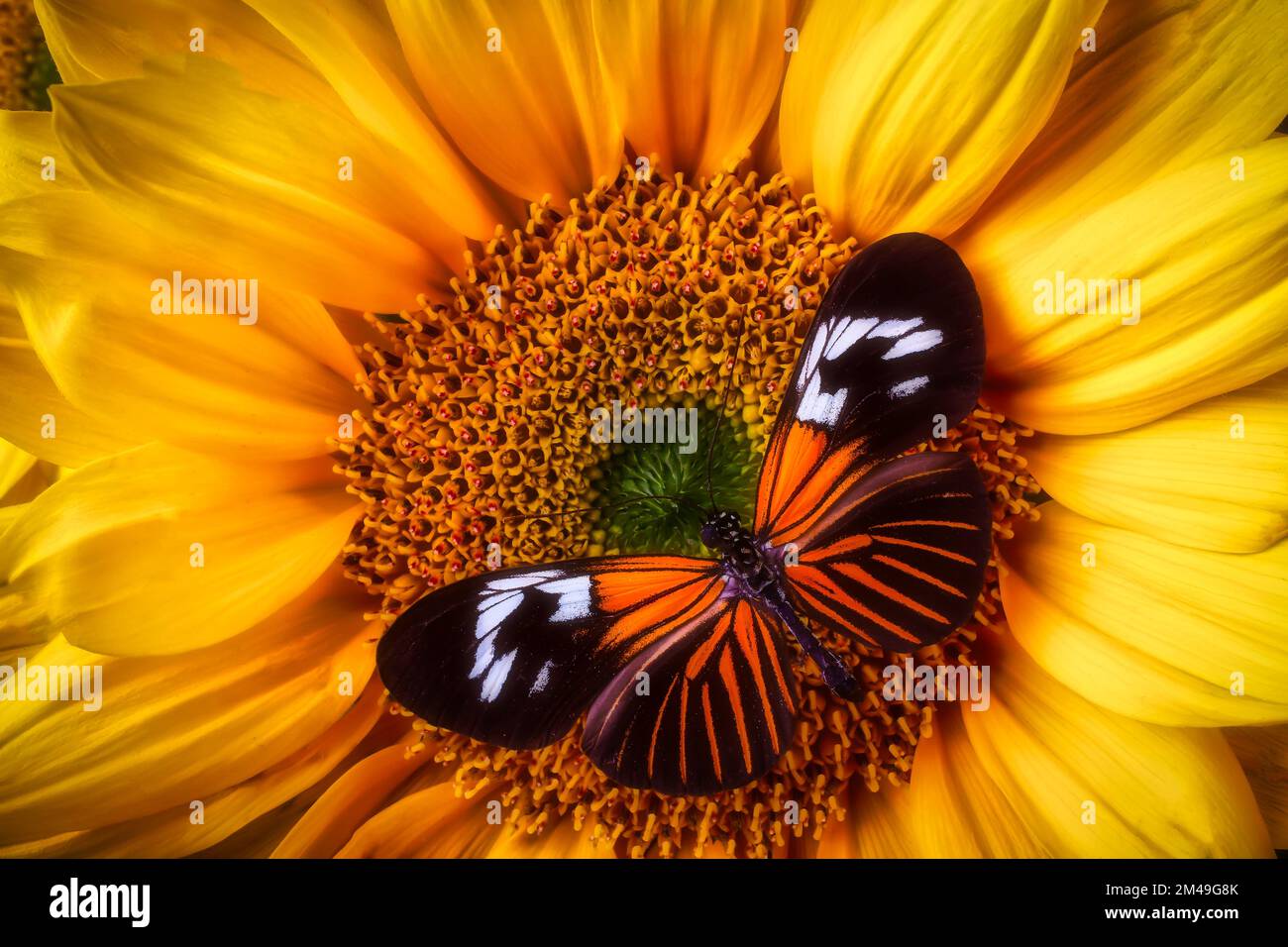 Ali larghe su girasole Foto Stock