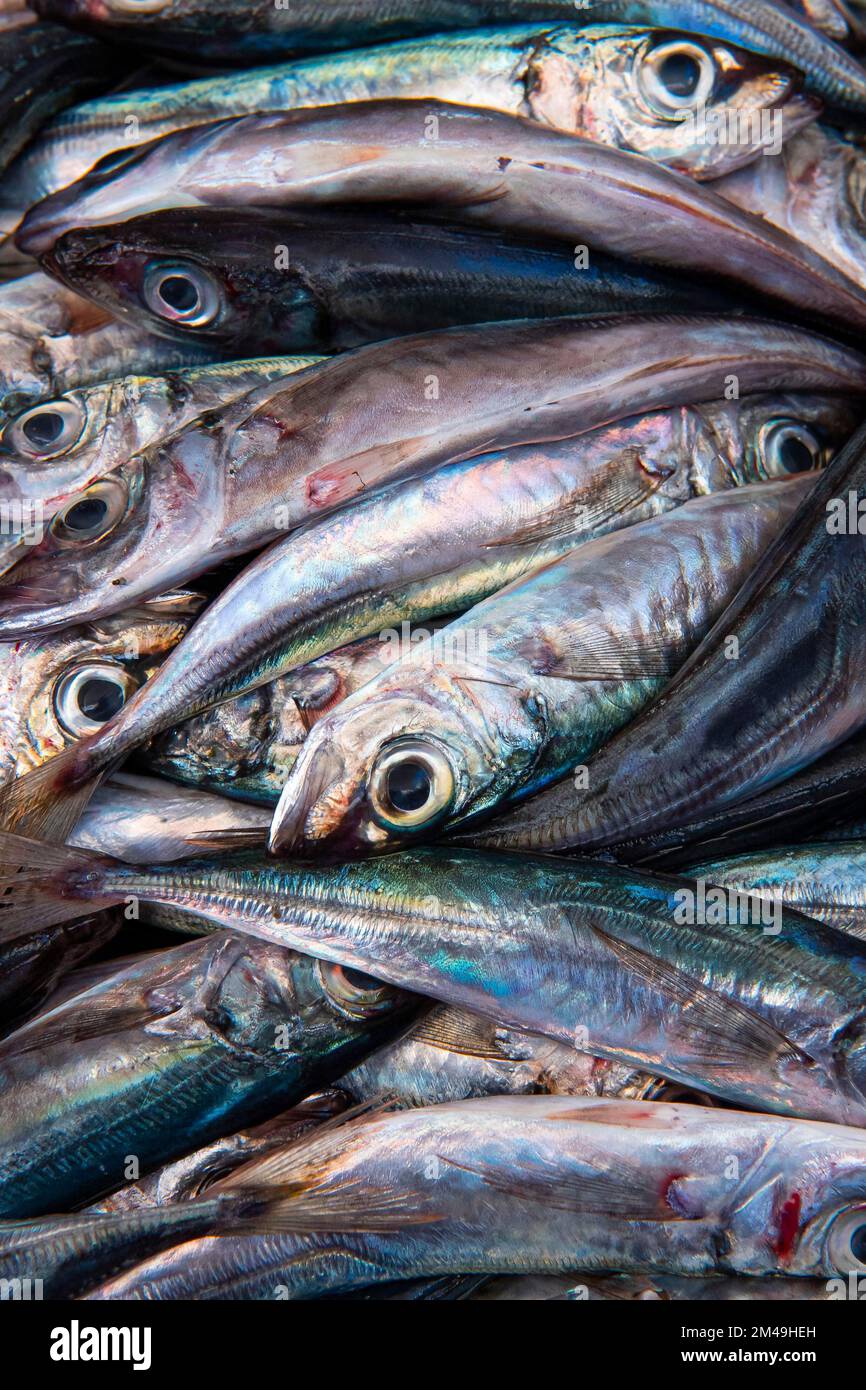 Sardine appena pescate nella sala dei pesci, Mercado dos Lavradores mercato Hall, Funchal, Madeira Island, Portogallo Foto Stock