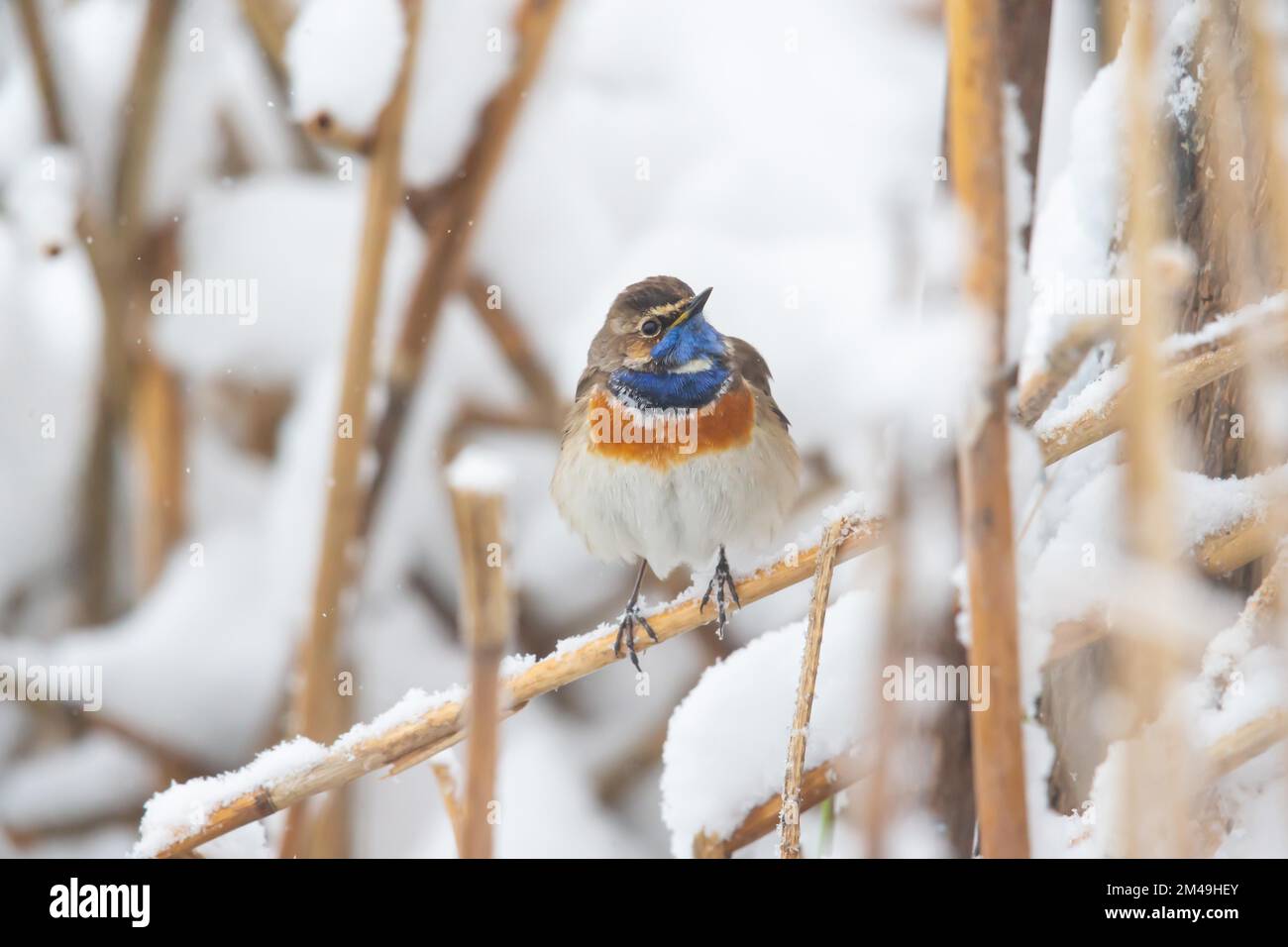 Bianco-macchia Bluegola (Luscinia svecica cyanecula) maschio sorpreso dal ritorno dell'inverno, Germania Foto Stock