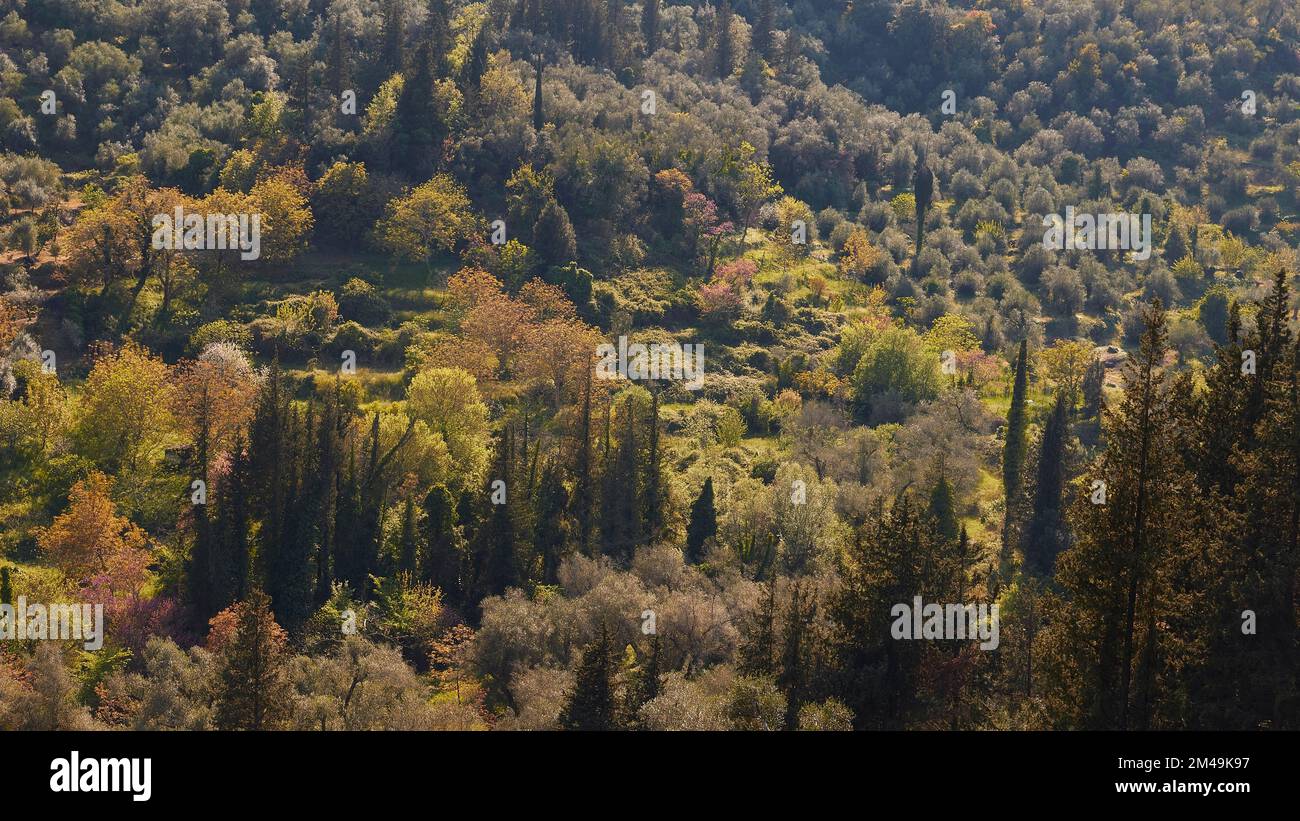 Paesaggio verde, vari tipi di alberi tra cui cipressi, primavera, paesaggi, isola di Corfù, isole IONIE, Grecia Foto Stock