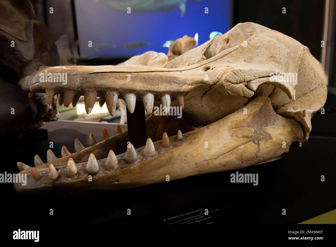 Cranio, balena killer piccola, balena killer falsa o falsa (grassidens di Pseudorca), Museo delle balene a Canical, Isola di Madeira, Portogallo Foto Stock