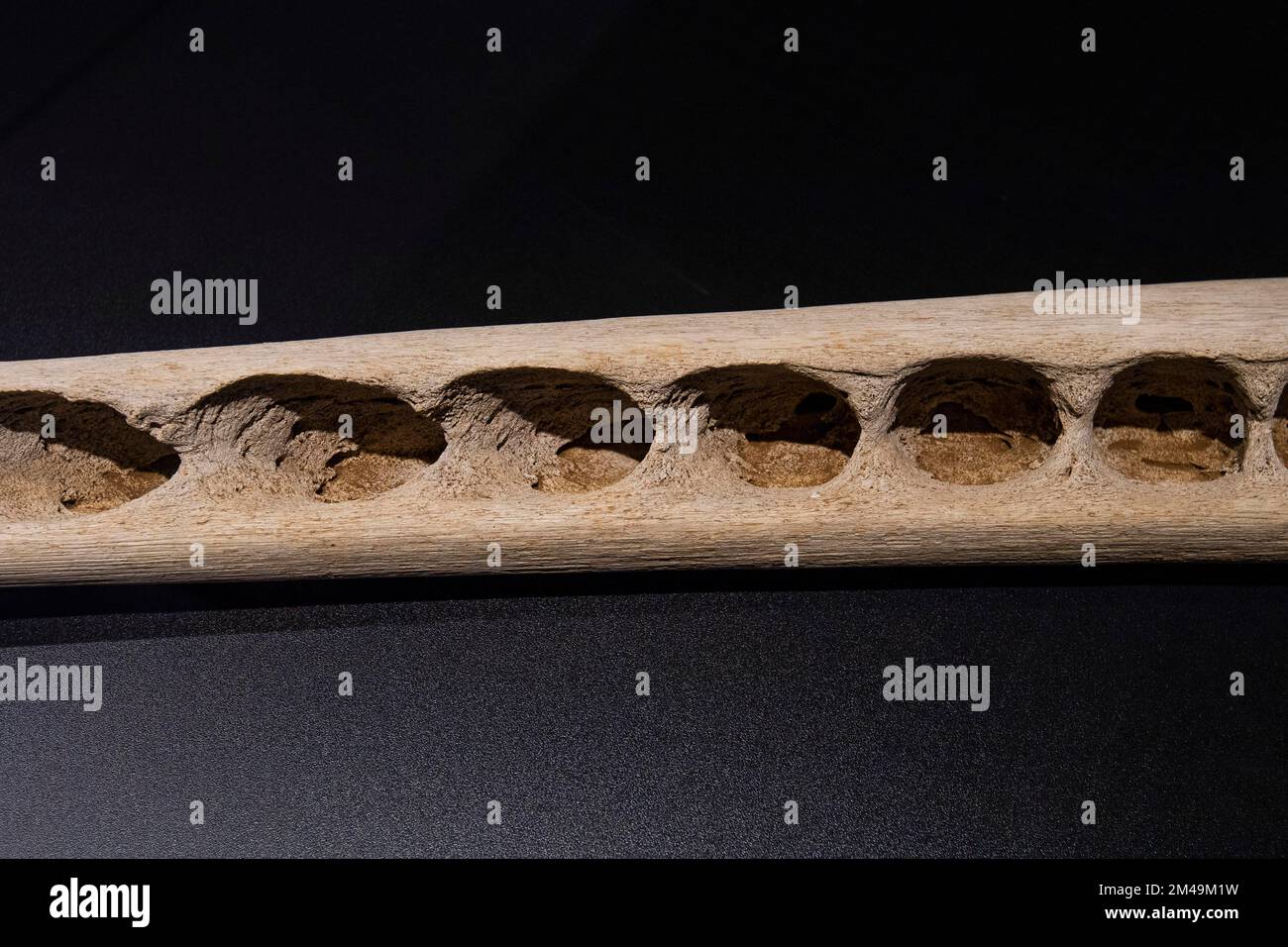 Mandibola inferiore di una balena spermatica (Physeter macrocephalus) (SYN.: Physeter catodon) Museo delle balene a Canical, Isola di Madeira, Portogallo Foto Stock