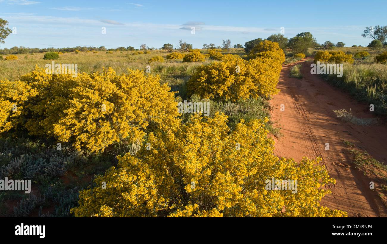 Scena tipica durante la primavera in tutta l'Australia del sud-orientale. Cespugli di Cassia in piena fioritura. Insieme agli alberi acquosi, Cassia spesso trasforma il paesaggio primaverile in Foto Stock