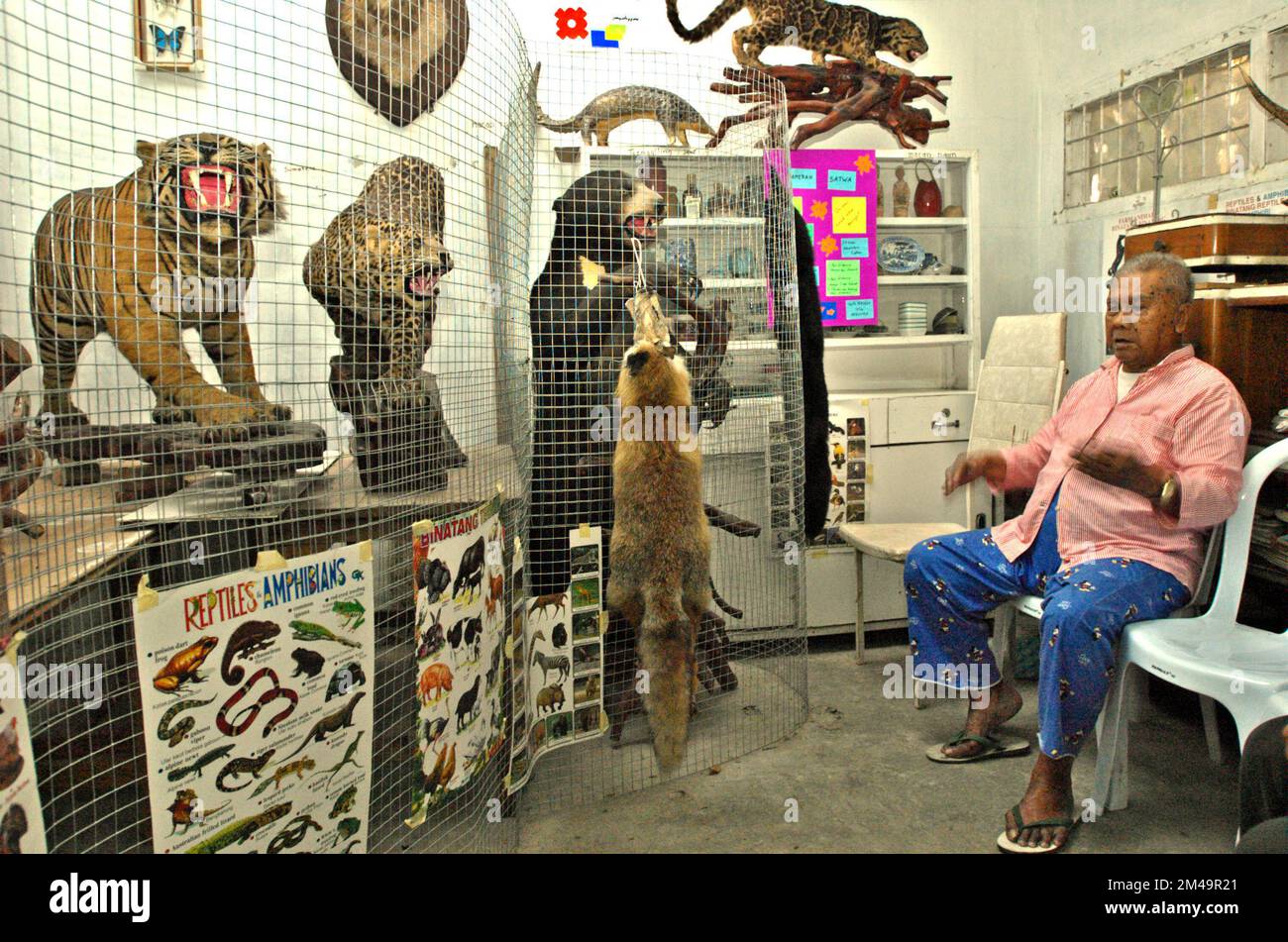 Un uomo viene fotografato con esemplari zoologici che vengono esposti in una stanza fungente da mini museo per bambini, nella sua casa a Gegerkalong, Bandung, Giava Occidentale, Indonesia. La maggior parte degli esemplari sono stati raccolti durante il suo servizio militare. Foto Stock