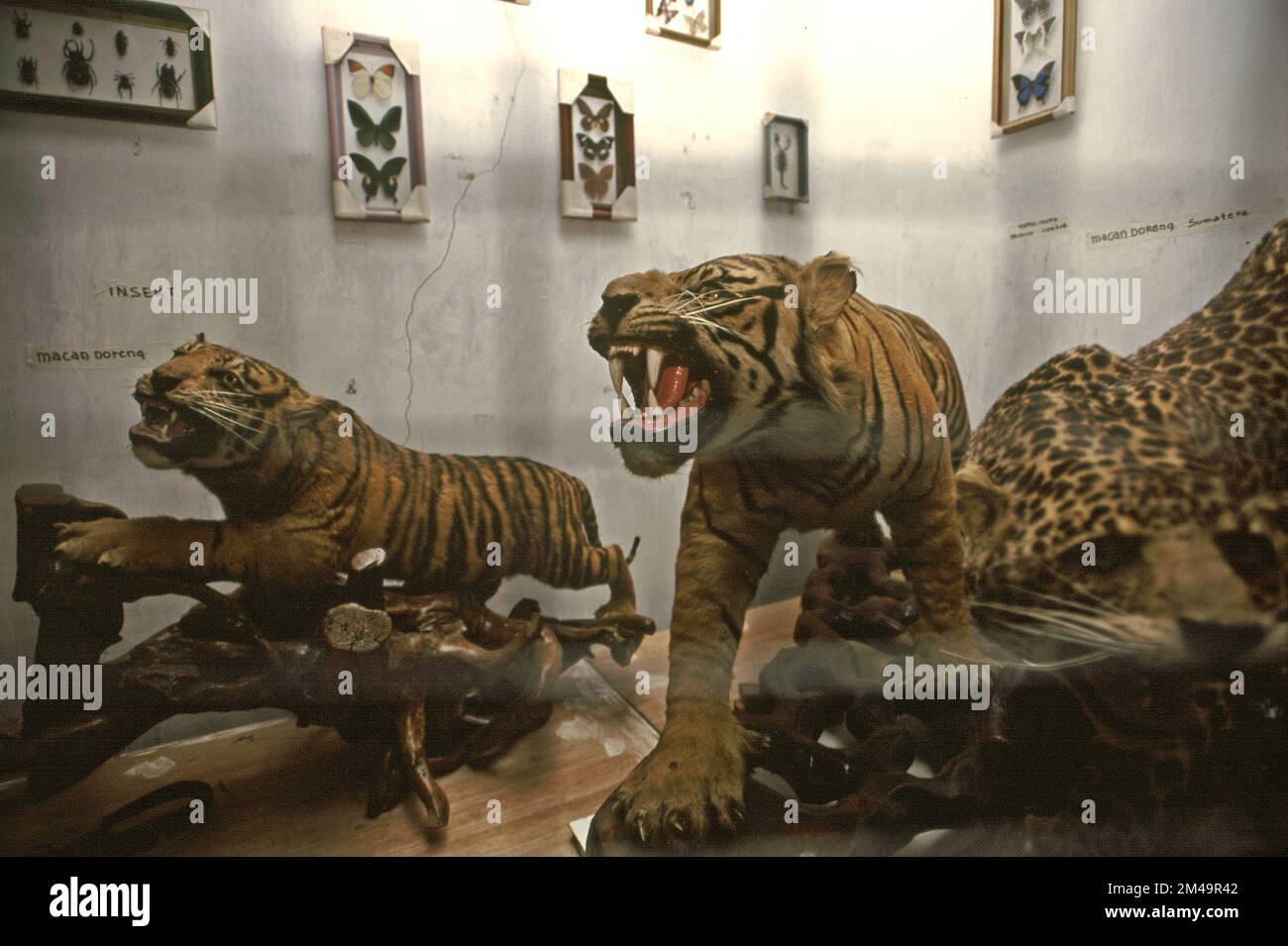 Gli esemplari di tigre che sono esposti in una stanza di una casa fungono da mini museo per bambini a Gegerkalong, Bandung, Giava Occidentale, Indonesia. La maggior parte degli esemplari sono stati raccolti durante il servizio militare del proprietario. Foto Stock
