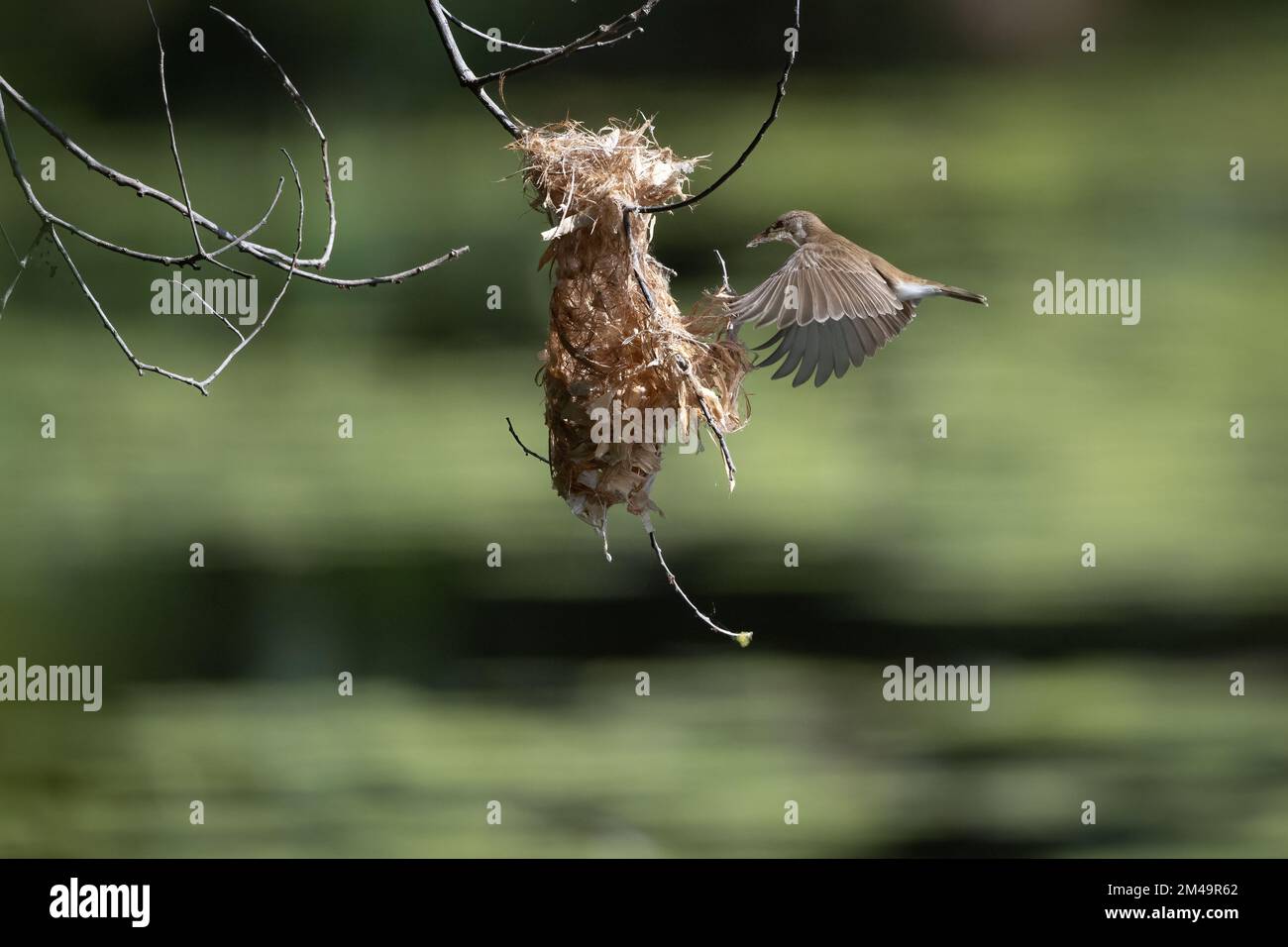 Un Honeyeater dal dorso marrone è a metà volo verso il suo nido sospeso con materiale di nidificazione a Cattana Wetlands a Cairns, Queensland in Australia. Foto Stock