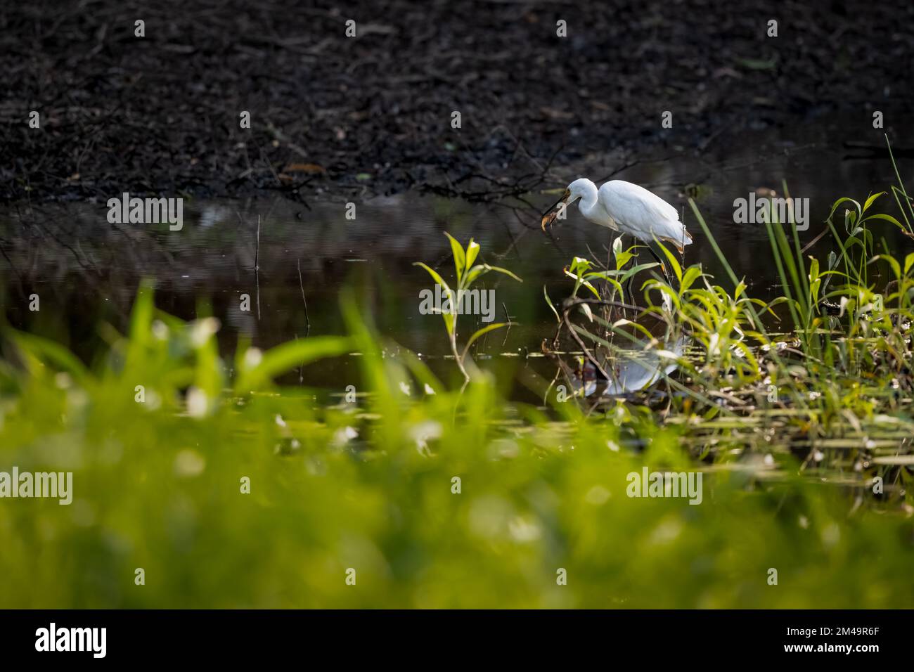 Un piccolo Egret che si preda in uno stagno di acqua dolce ha catturato un gambero d'acqua dolce nel suo becco a Cattana Wetlands, Cairns, QLD, Australia. Foto Stock