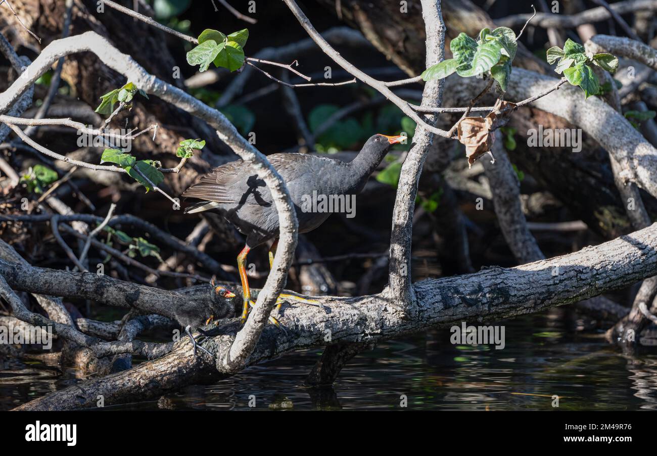 Un adulto che moorhen & pulcino di Dusky esibisce i comportamenti di nidificazione al santuario della natura e degli uccelli del parco del Macintosh a Surfers Paradise, Queensland, Australia. Foto Stock