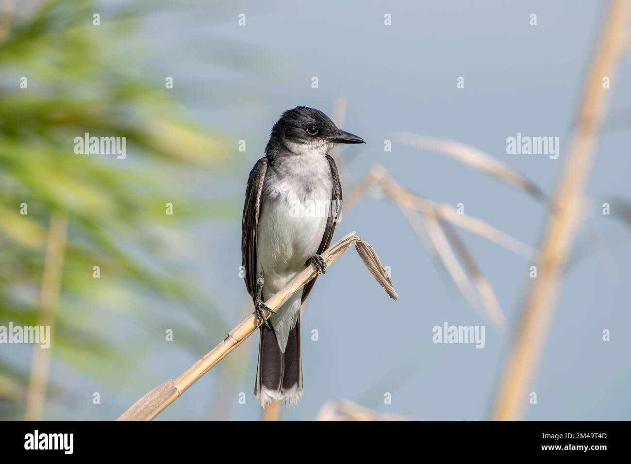 Eastern Kingbird al Lacassine Wildlife Refuge nella Louisiana sudoccidentale Foto Stock
