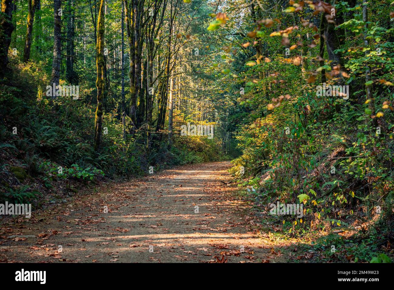 Percorso ferroviario in autunno - il Sentiero della Valle di Snoqualmie nella Contea di King Washington Foto Stock