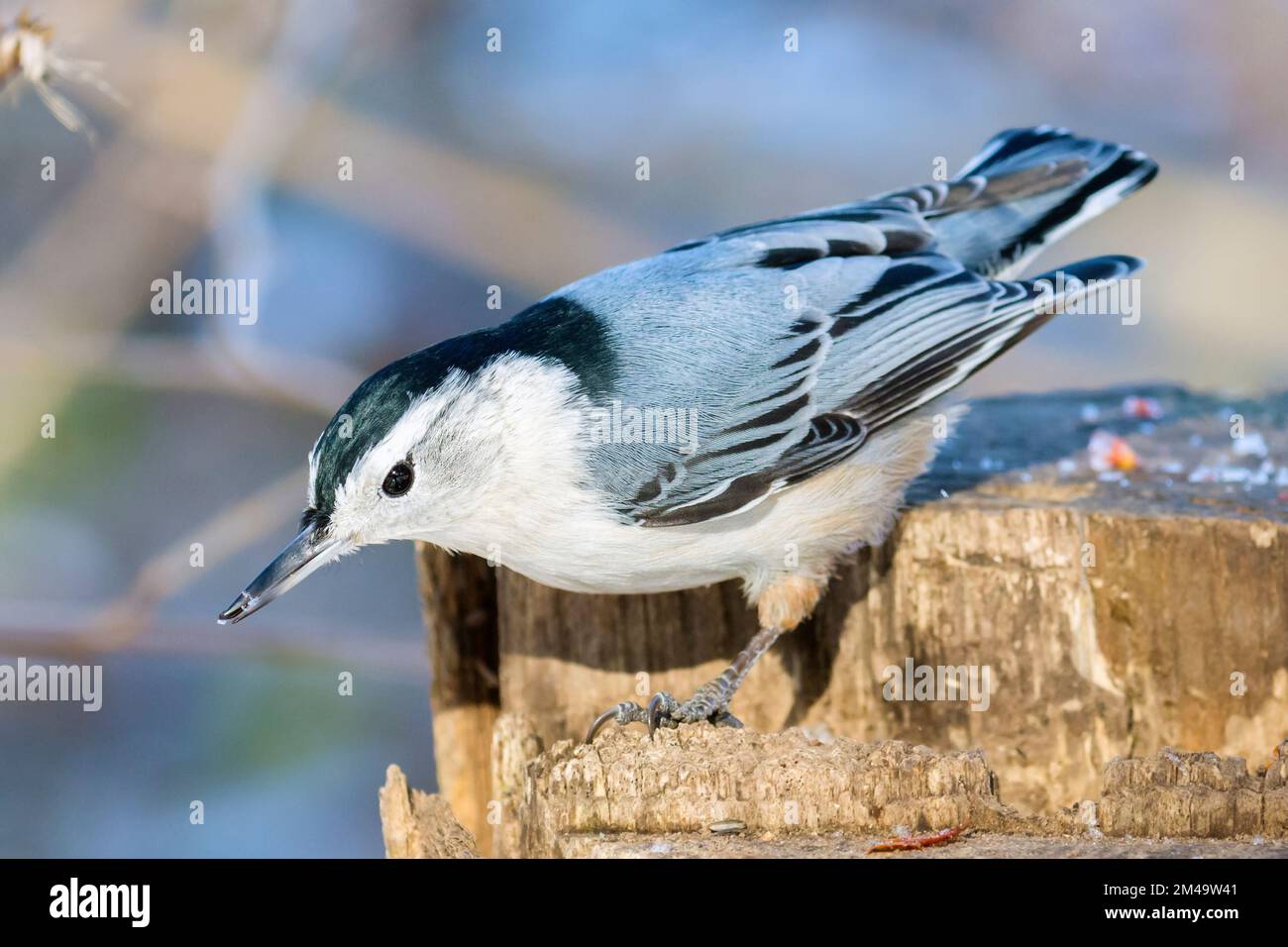Nuthatch bianco-breasted (Sitta Carolinensis) arroccato sul tronco Foto Stock