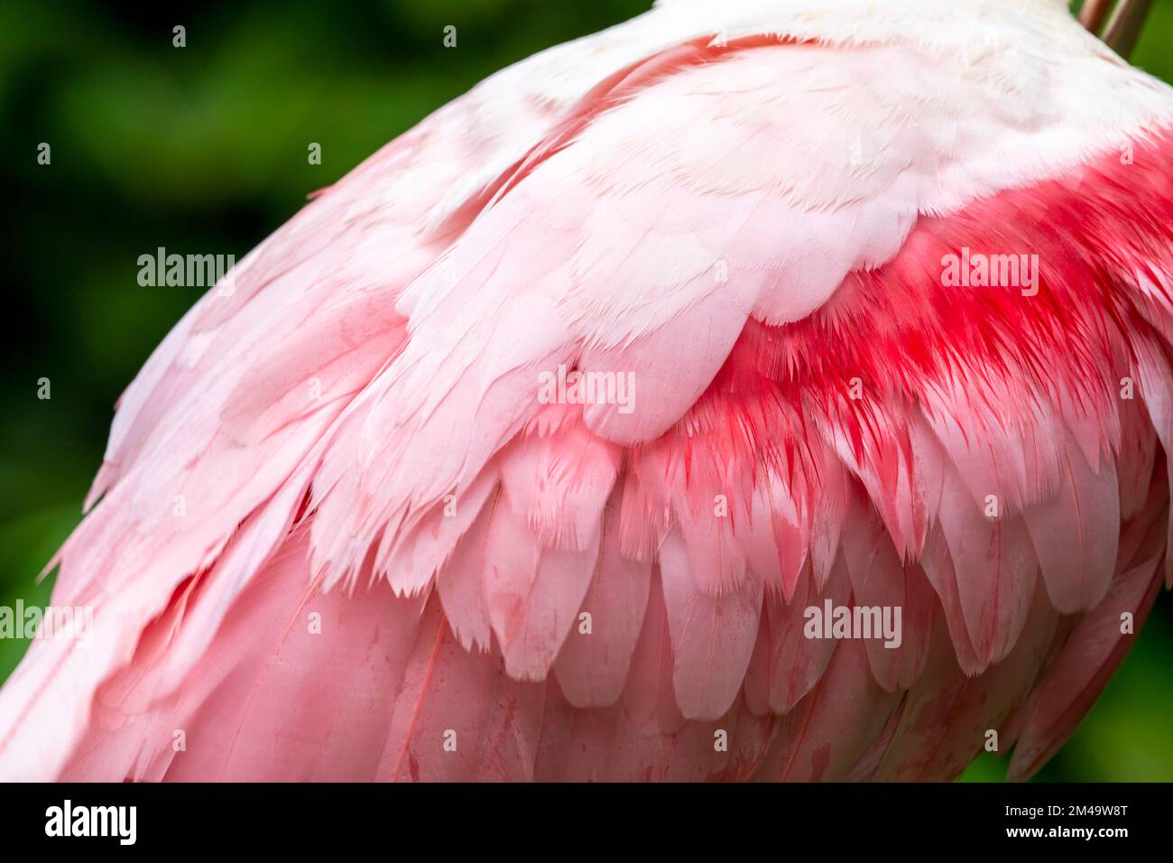 La piuma di rosa spatola un uccello guado gregarioso della famiglia ibis e  Spoonbill. Un allevatore residente in Sud America Foto stock - Alamy