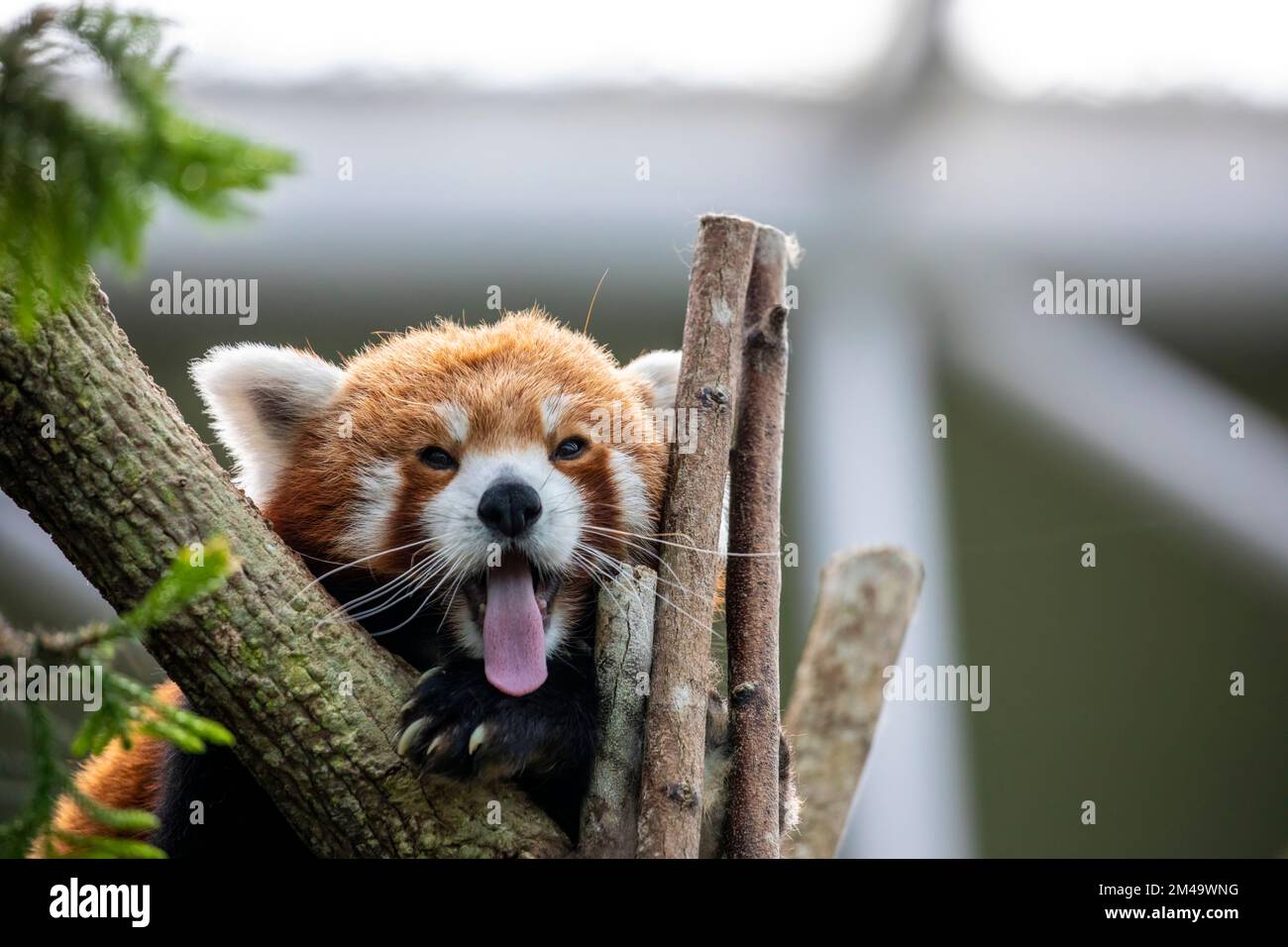 un panda rosso ha lingua fuori con faccia divertente. È un mammifero nativo dell'Himalaya orientale e della Cina sudoccidentale Foto Stock