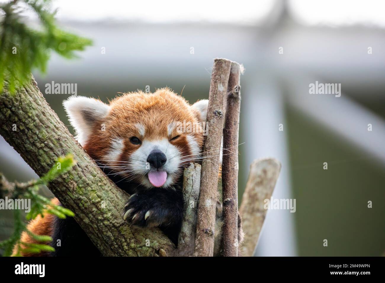 un panda rosso ha lingua fuori con faccia divertente. È un mammifero nativo dell'Himalaya orientale e della Cina sudoccidentale Foto Stock