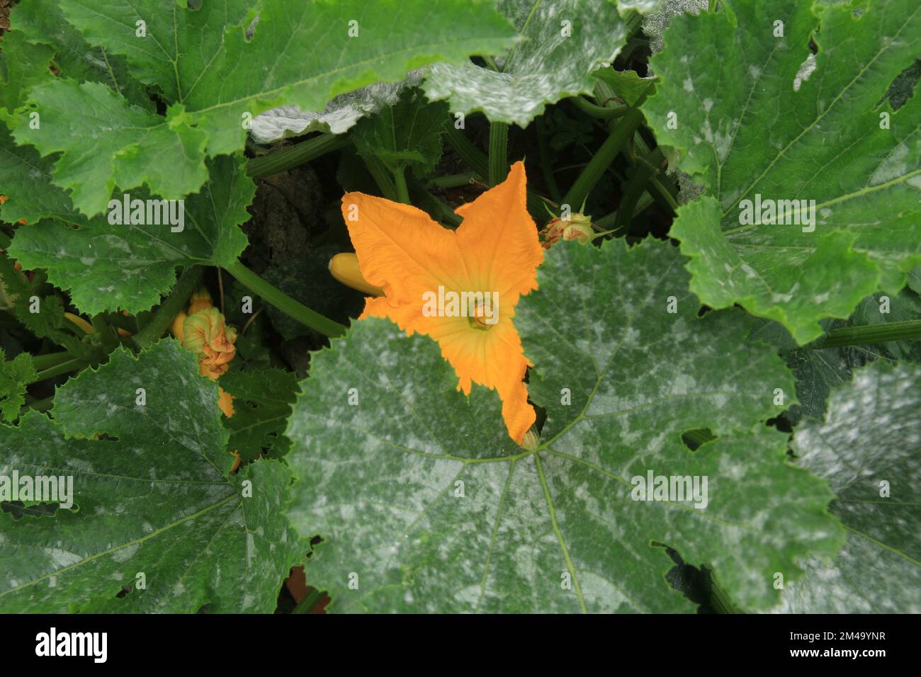 Fiori nel mio giardino domestico, Sri Lanka Foto Stock