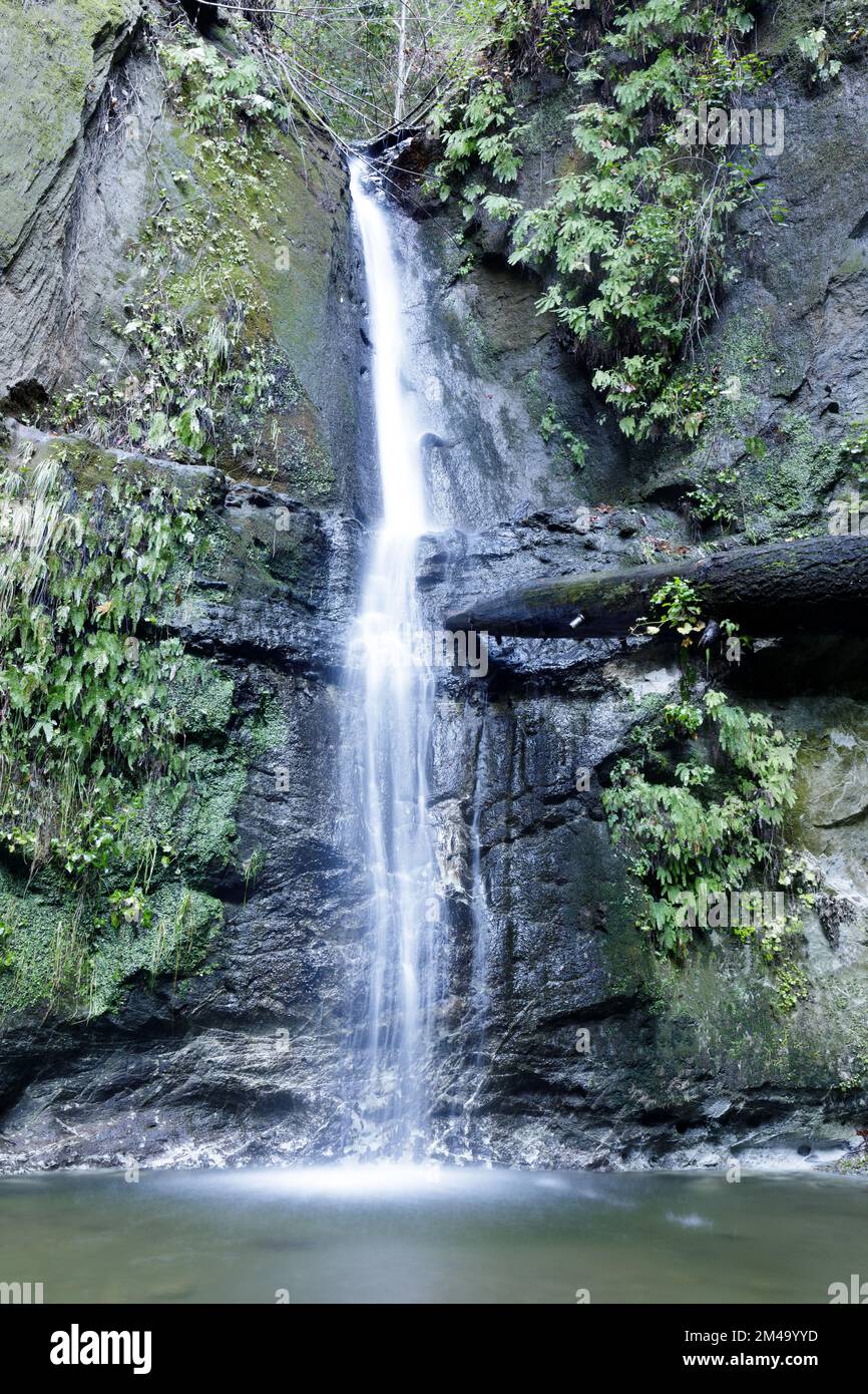Maple Falls presso il Forest of Nisene Marks state Park. Aptos, Contea di Santa Cruz, California, Stati Uniti. Foto Stock