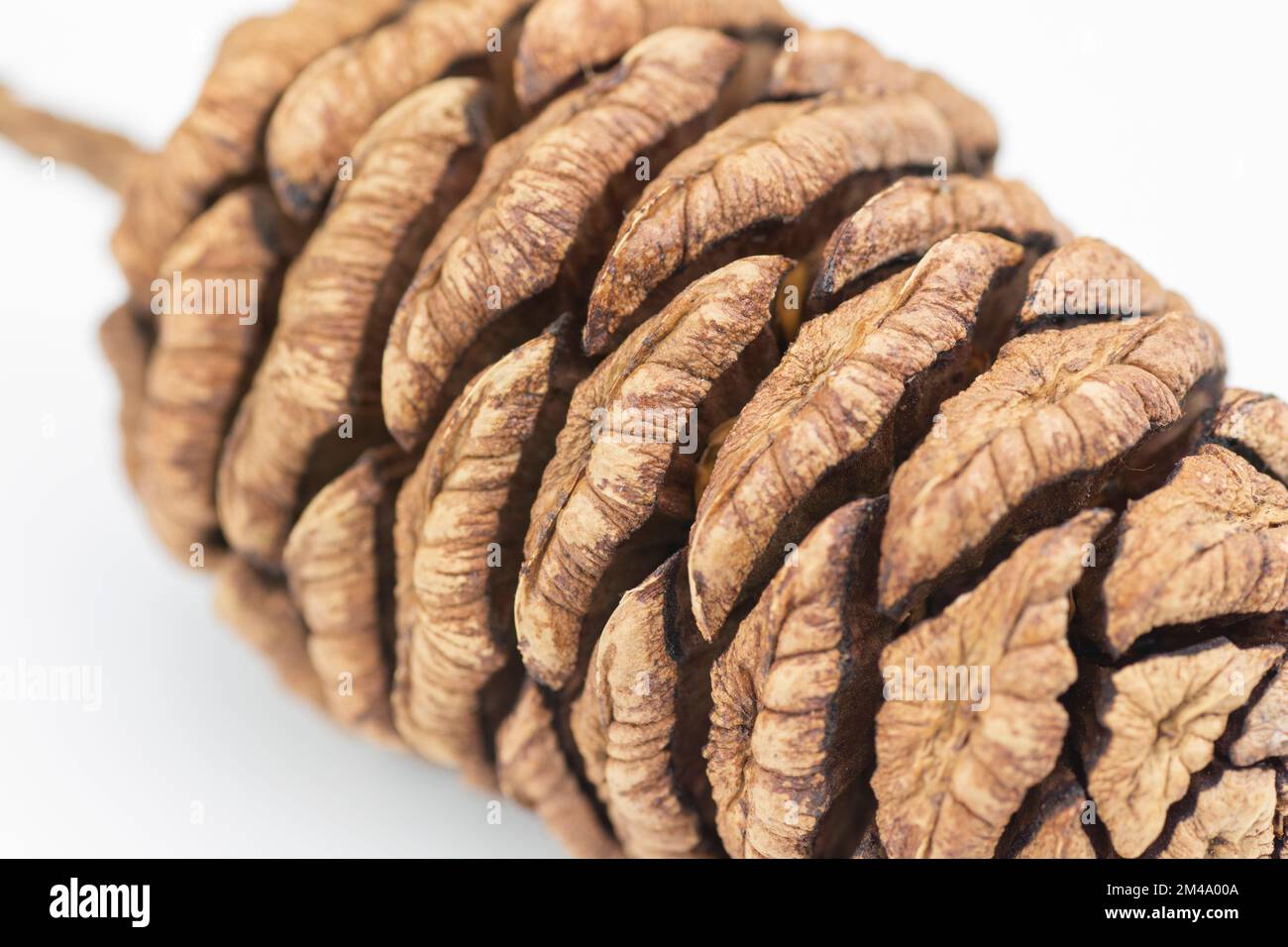 Cono di sequoia gigante (Sequoiadendron giganteum) isolato su sfondo bianco. Foto Stock