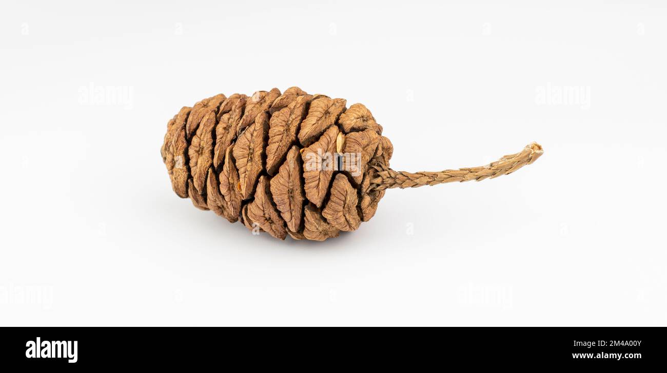 Coni di sequoia gigante (Sequoiadendron giganteum) isolati su sfondo bianco. Foto Stock