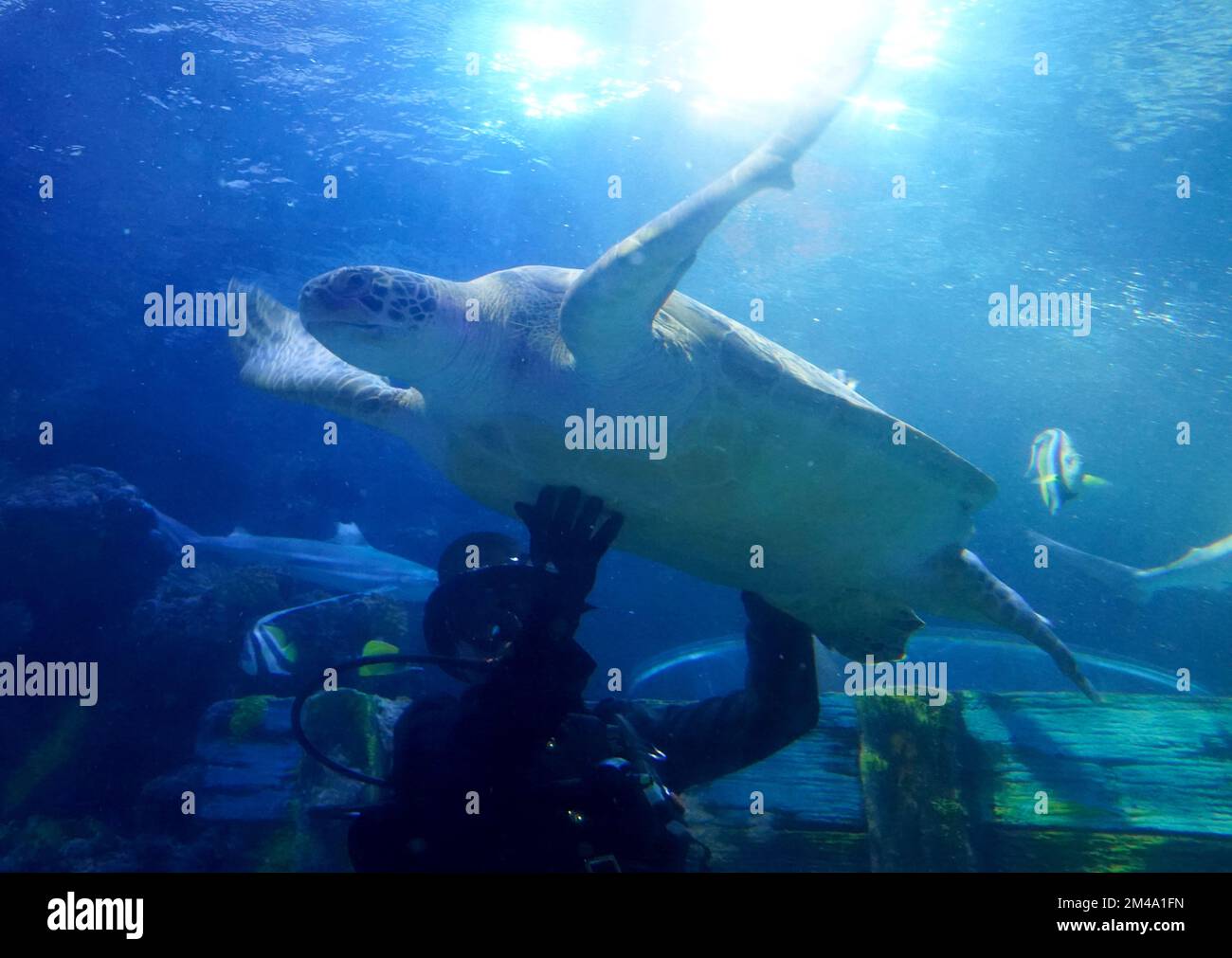 Timmendorfer Strand, Germania. 15th Dec, 2022. 'Speedy', la tartaruga di mare verde, nuota oltre il subacqueo Marcus Tredup nel suo acquario a Sea Life Timmendorfer Strand. Diver Tredup, vestito come un camino spazzata, è stato servire tratta per gli abitanti dell'acquario come un fascino buona fortuna nel Sea Life Aquarium. Credit: Marcus Brandt/dpa dpa/dpa/Alamy Live News Foto Stock