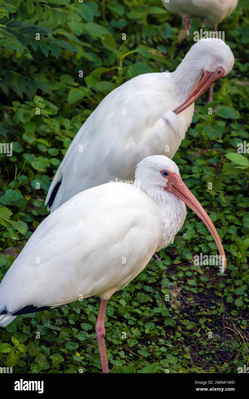 Americano bianco ibis Foto Stock