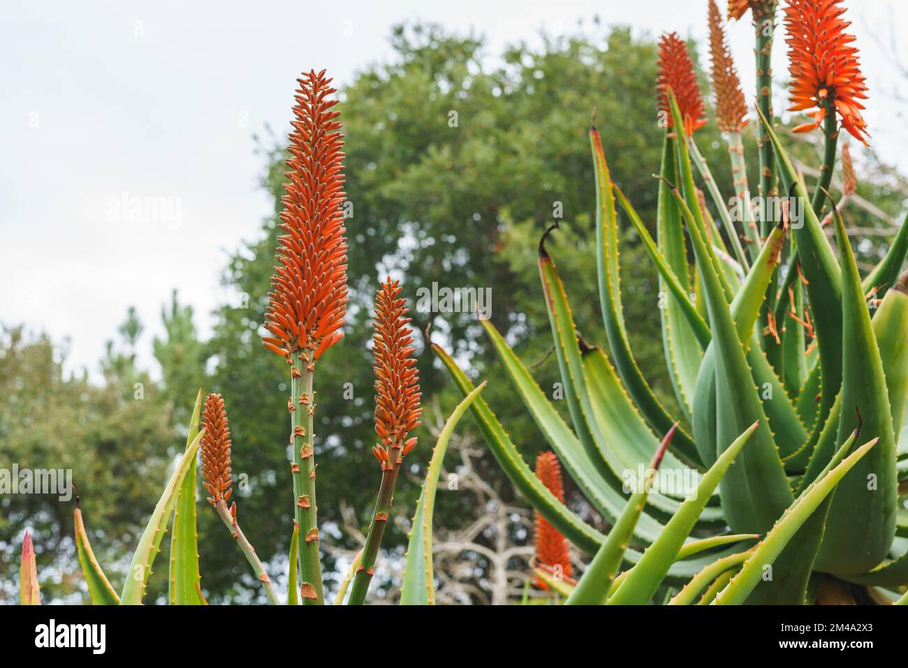 Montagna Aloe (Aloe marlothii) primo piano in fiore nel giardino. Mountain Aloe è un grande sempreverde succulente, si sviluppa fino a 8-10 piedi di altezza Foto Stock