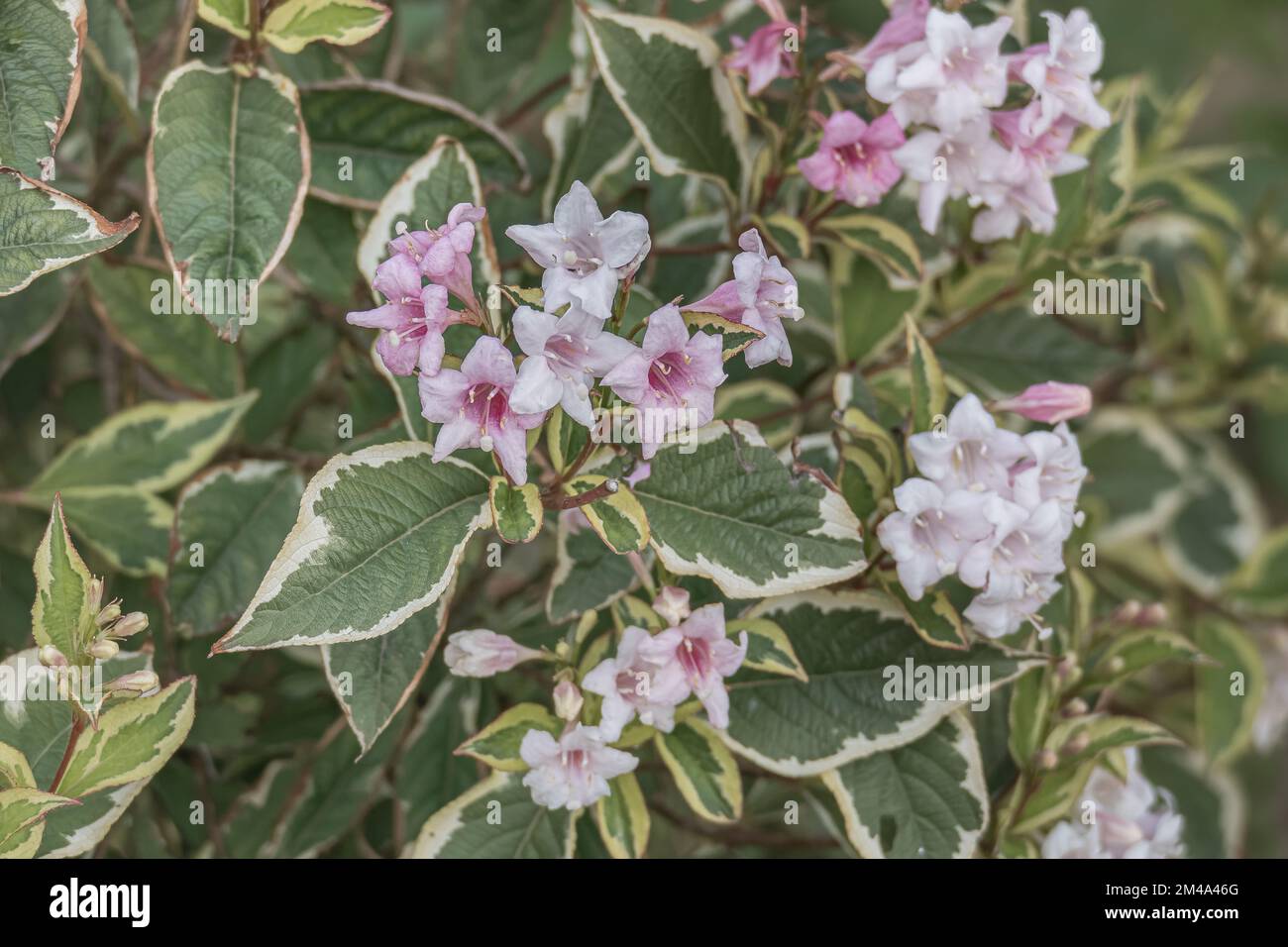 weigela florida variegata fiori primo piano all'aperto in estate Foto Stock