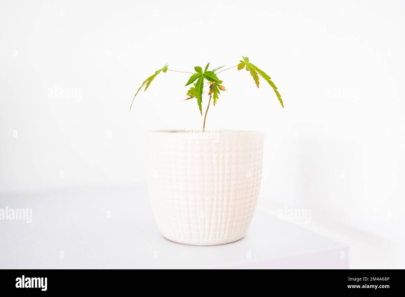 primo piano della pianta di acero giapponese bonsai in vaso bianco al  coperto su scaffale bianco, sparato a profondità di campo poco profonda  Foto stock - Alamy