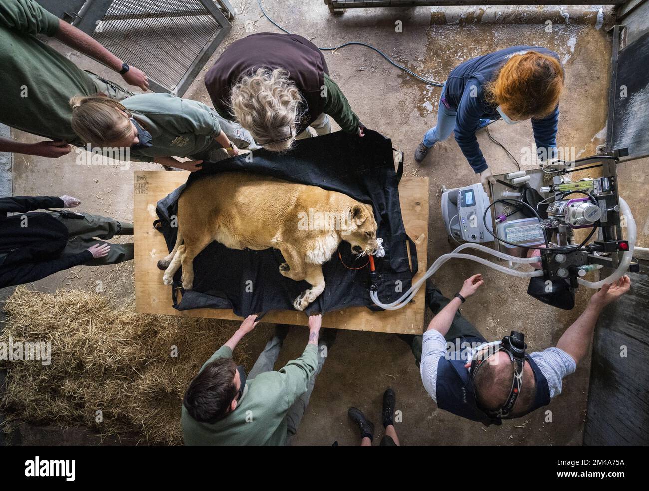 PA RECENSIONE DELL'ANNO 2022 file foto datata 03/05/22 - Julie la leonessa di 15 anni è data un 'MOT' allo Yorkshire Wildlife Park a Doncaster. A Julie è stato somministrato un ecografo per controllare i suoi tratti gastrointestinali, esami del sangue per controllare la sua funzionalità epatica e renale e raggi X per controllare le articolazioni. Julie vive con la sua amica maschio Ares al parco del South Yorkshire. I leoni sono stati a Doncaster dal 2010, quando 13 sono stati portati da uno zoo fatiscente in Romania. Data di emissione: Martedì 20 dicembre 2022. Foto Stock