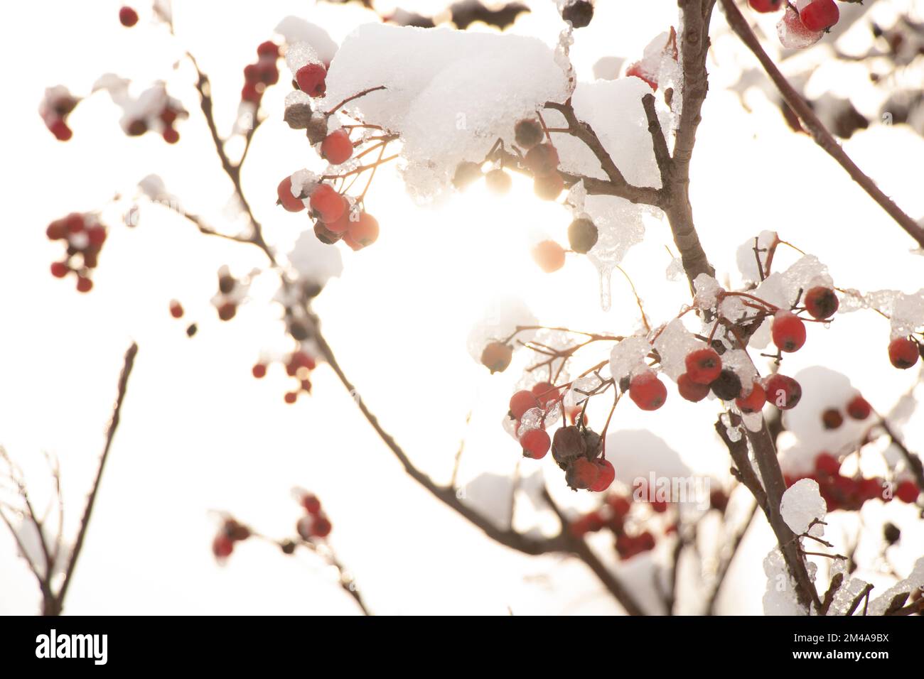 bacche secche su un albero nella neve in primo piano inverno Foto Stock
