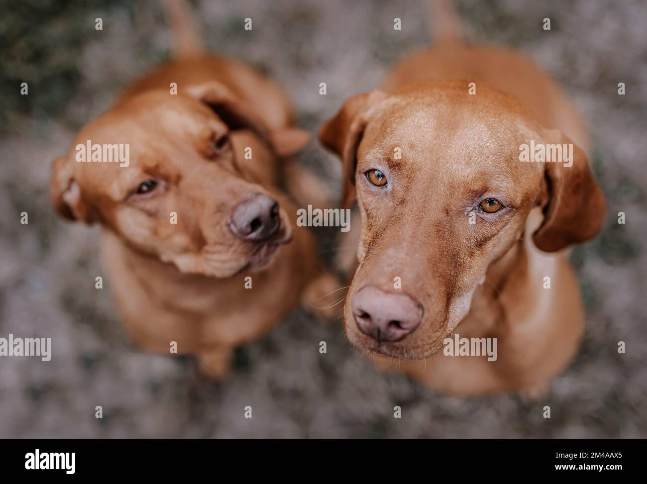 Due cani da deerhound seduti all'aperto Foto Stock