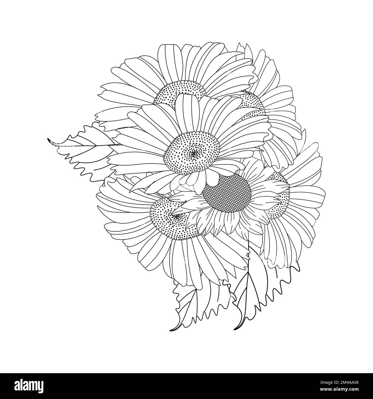 disegno floreale daisy in grafica vettoriale dettagliata e bella pagina di colorazione fiori Illustrazione Vettoriale