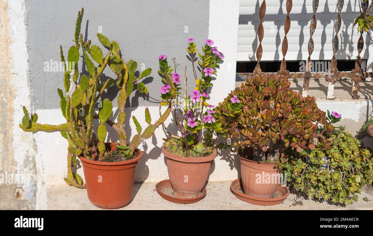 pentole con cactus contro parete grigia Foto Stock