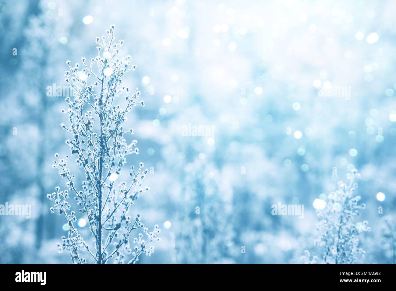 Ghiaccio congelato piante coperte in hoarfrost con bokeh leggero. Delicato sfondo invernale con luce solare. Sfondo vegetale naturale invernale nei toni del blu freddo Foto Stock