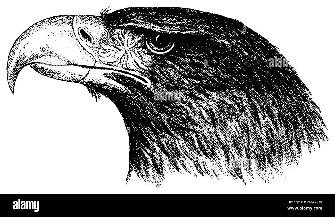 Aquila di mare dalla coda bianca, testa, Haliaeetus albicilla, (, ), Seeadler, Kopf, Pygargue à coda blanche, tête Foto Stock