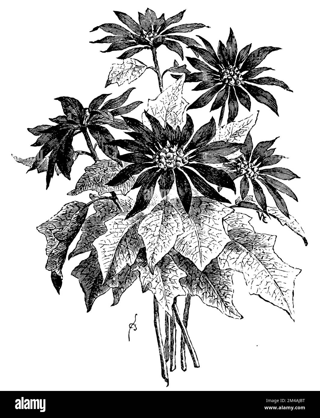 Poinsettia, Euphorbia pulcherrima, (, 1911), Weihnachtsstern, poinsettia Foto Stock