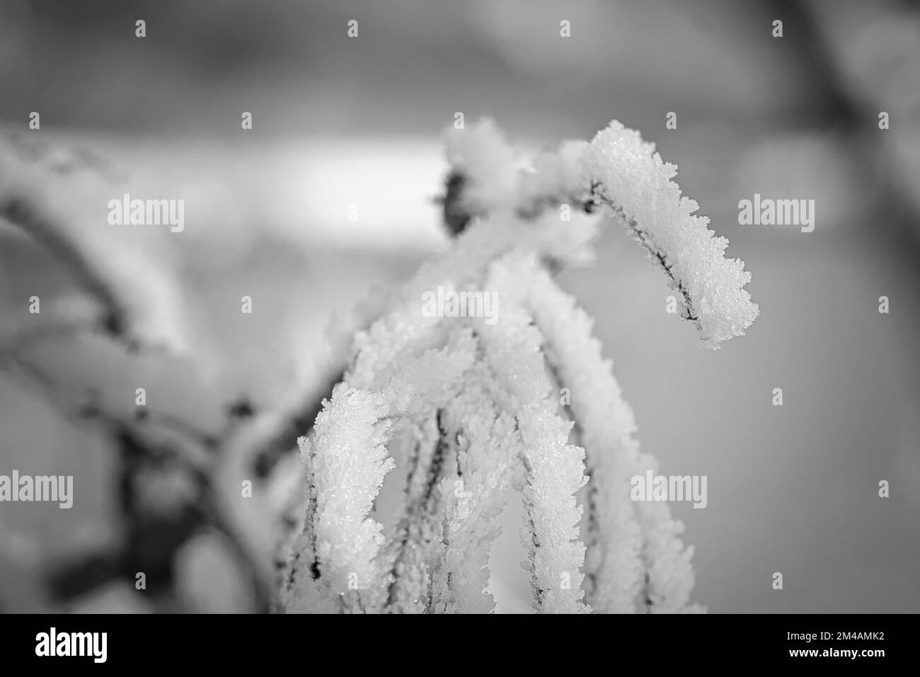 I cristalli di ghiaccio si sono formati sui rami e si congelano in tutte le direzioni. Sono state create forme riccamente testurizzate e bizzarre. Inverno girato dalla natura Foto Stock