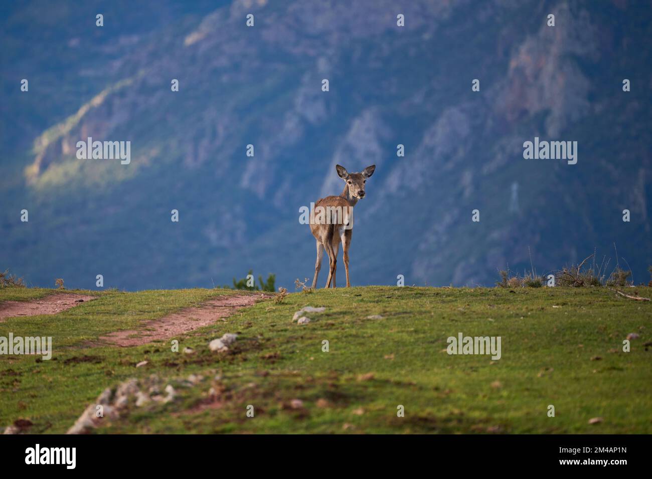 Cervi guardando la macchina fotografica mentre pascolo sul pendio erboso della cresta di montagna dei Pirenei il giorno d'estate in Spagna Foto Stock