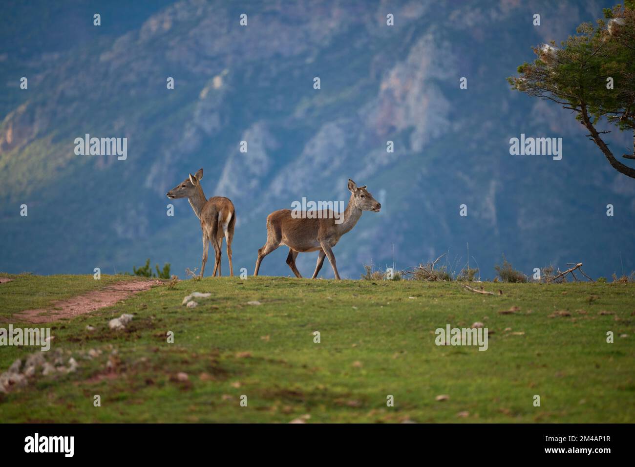 Cervi che guardano lontano mentre pascolano sul pendio erboso della cresta di montagna dei Pirenei il giorno d'estate in Spagna Foto Stock