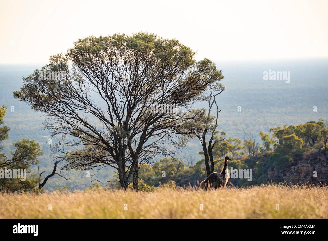 Un'emu australiana (Dromaius novaehollandiae) in cerca di cibo vicino a un albero di Myall (Acacia pendula) in cima al Monte Oxley nel nord-ovest del nuovo Galles del Sud Foto Stock