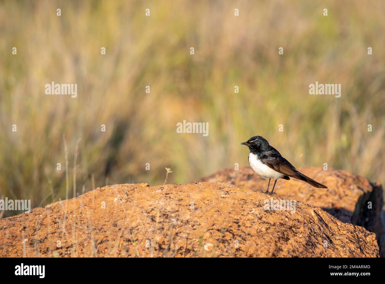Un uccello australiano nativo conosciuto come un willy wagtail (leucofrys di rhipidura) che cerca gli insetti nelle erbe native lunghe vicine Foto Stock
