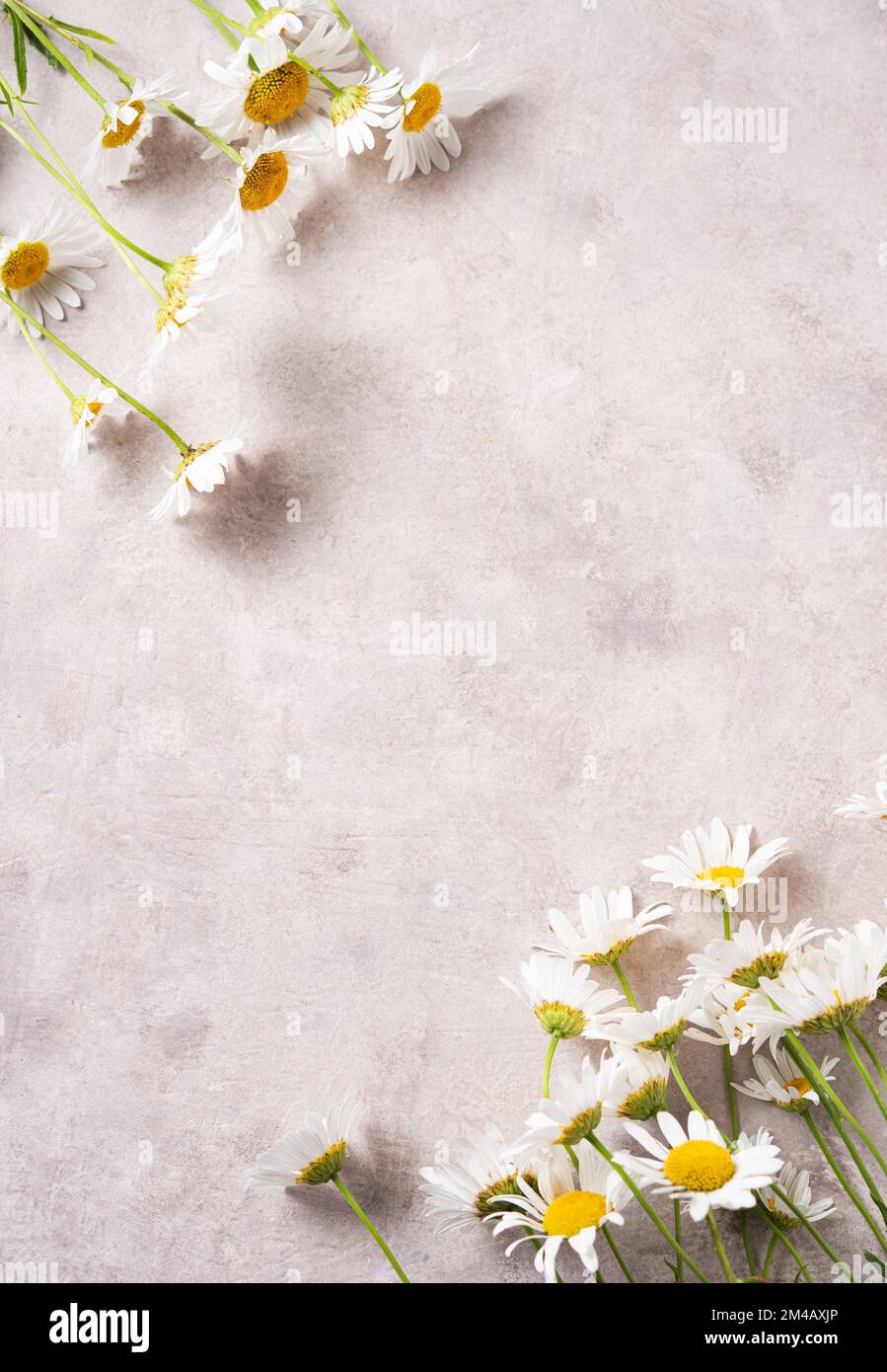 Bella camomilla prato su uno sfondo rosa-grigio. Concetto piatto botanico lay. Orientamento verticale. Vista dall'alto e immagine dello spazio di copia Foto Stock