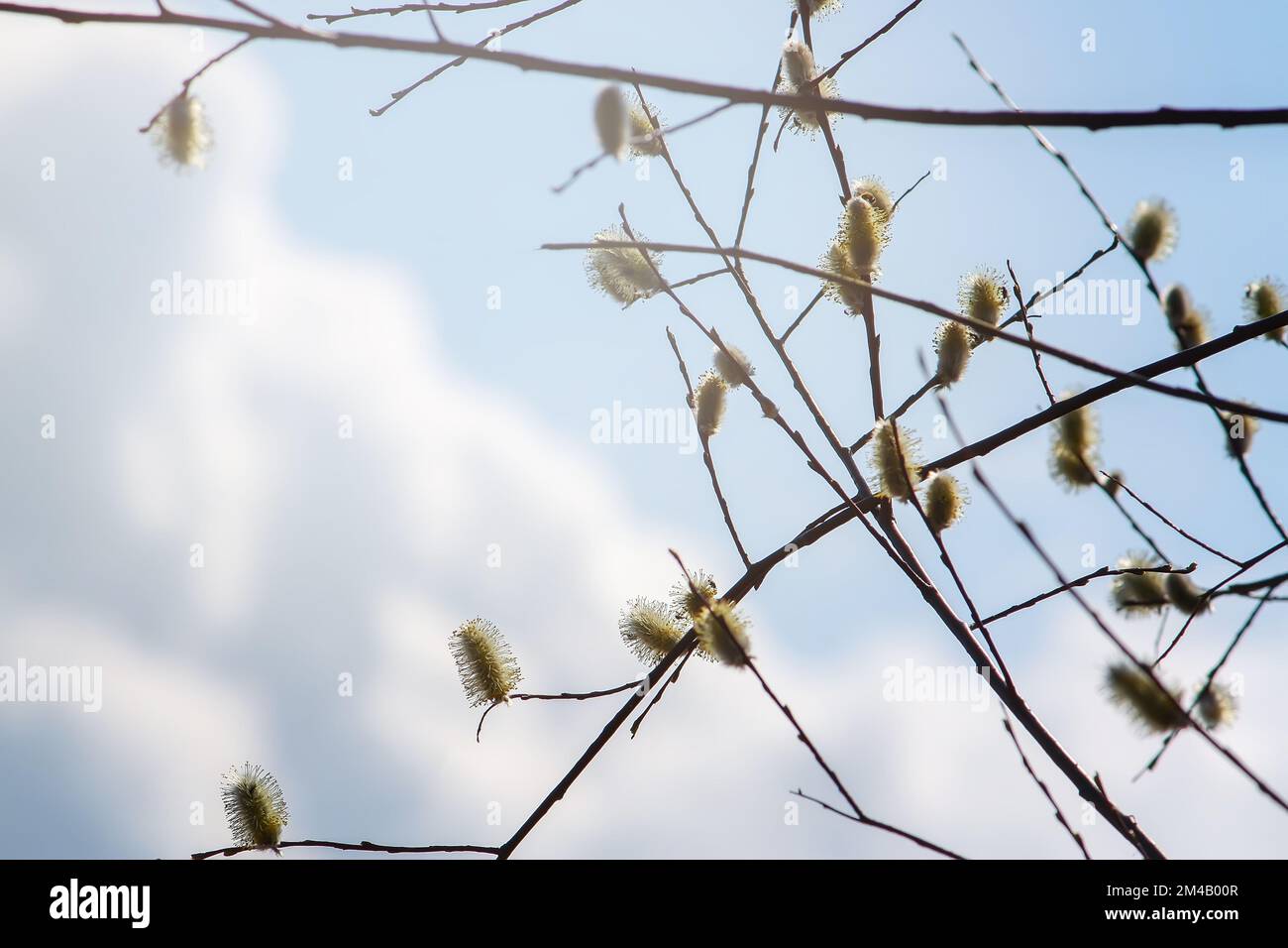 Rami di Willow sullo sfondo del cielo di primavera Foto Stock