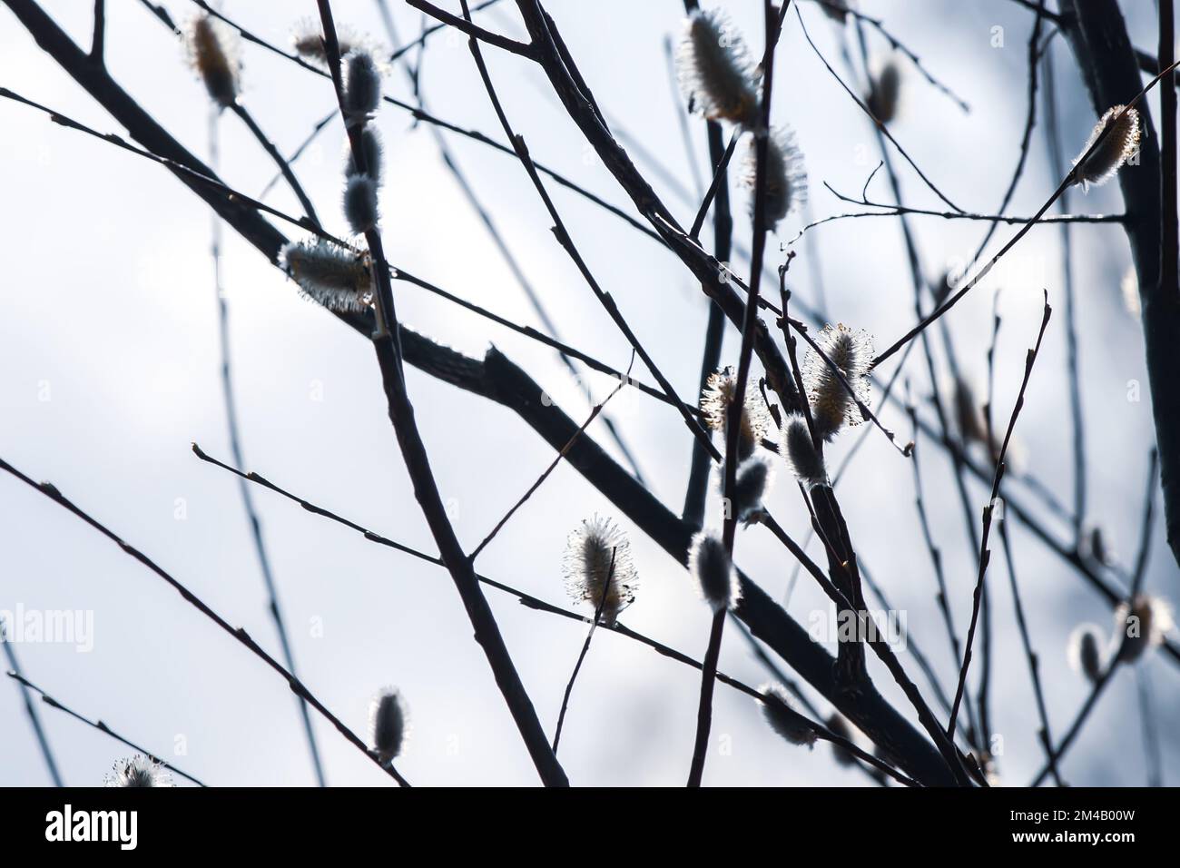 Rami di Willow sullo sfondo del cielo di primavera Foto Stock